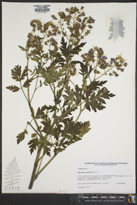 Phacelia bipinnatifida image