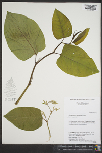 Reynoutria japonica image