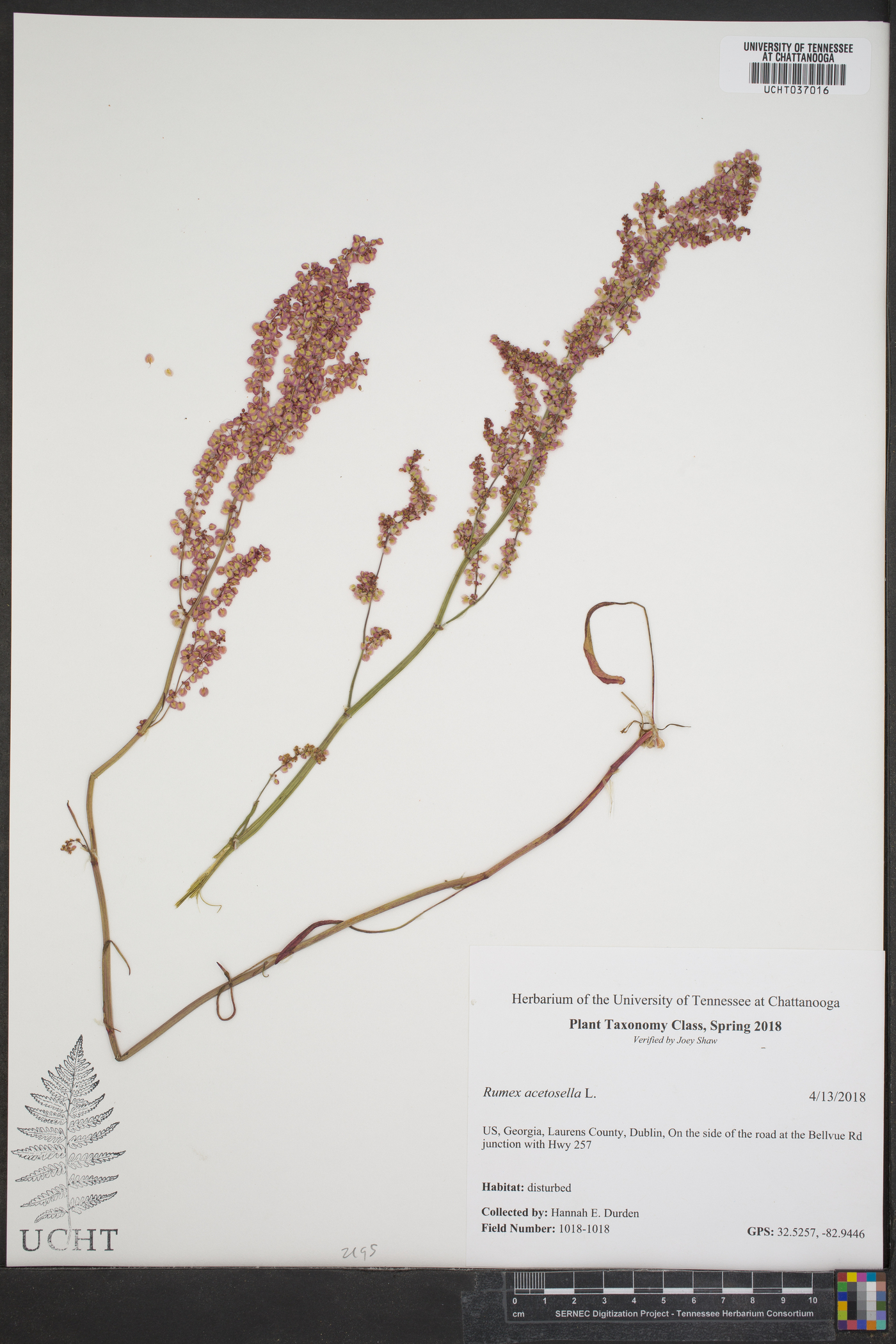 Rumex acetosa image