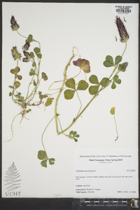 Trifolium incarnatum image