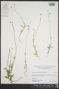 Wahlenbergia marginata image