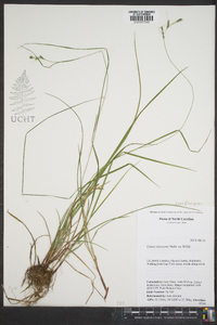 Carex virescens image