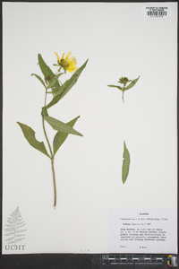 Bidens laevis image