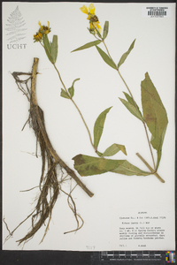 Bidens laevis image