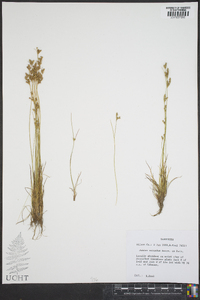 Juncus secundus image