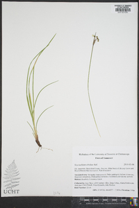 Sisyrinchium albidum image