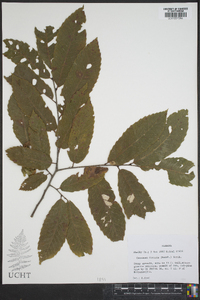 Castanea dentata image