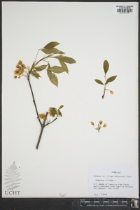 Staphylea trifolia image