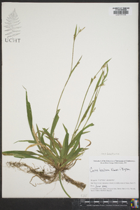 Carex kraliana image