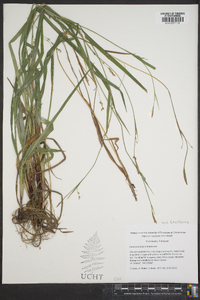 Carex purpurifera image