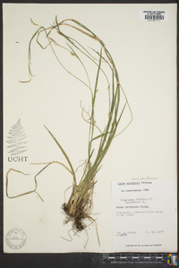 Carex striatula image