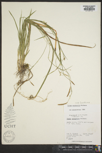 Carex striatula image