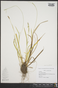 Carex styloflexa image