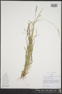 Carex styloflexa image