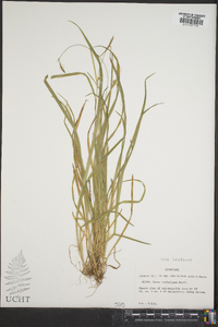 Carex styloflexa image