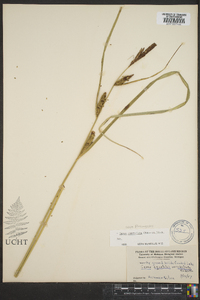 Carex aquatilis var. aquatilis image