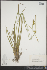 Carex turgescens image