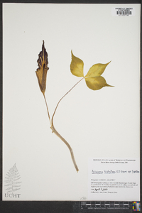 Arisaema triphyllum subsp. triphyllum image