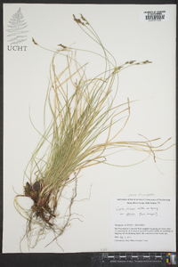 Carex albicans var. albicans image