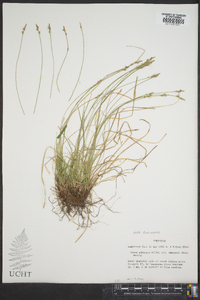 Carex albicans var. emmonsii image