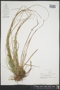 Carex nigromarginata image