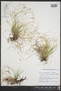 Carex nigromarginata image