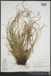 Carex nigromarginata image