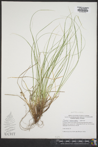 Carex reznicekii image