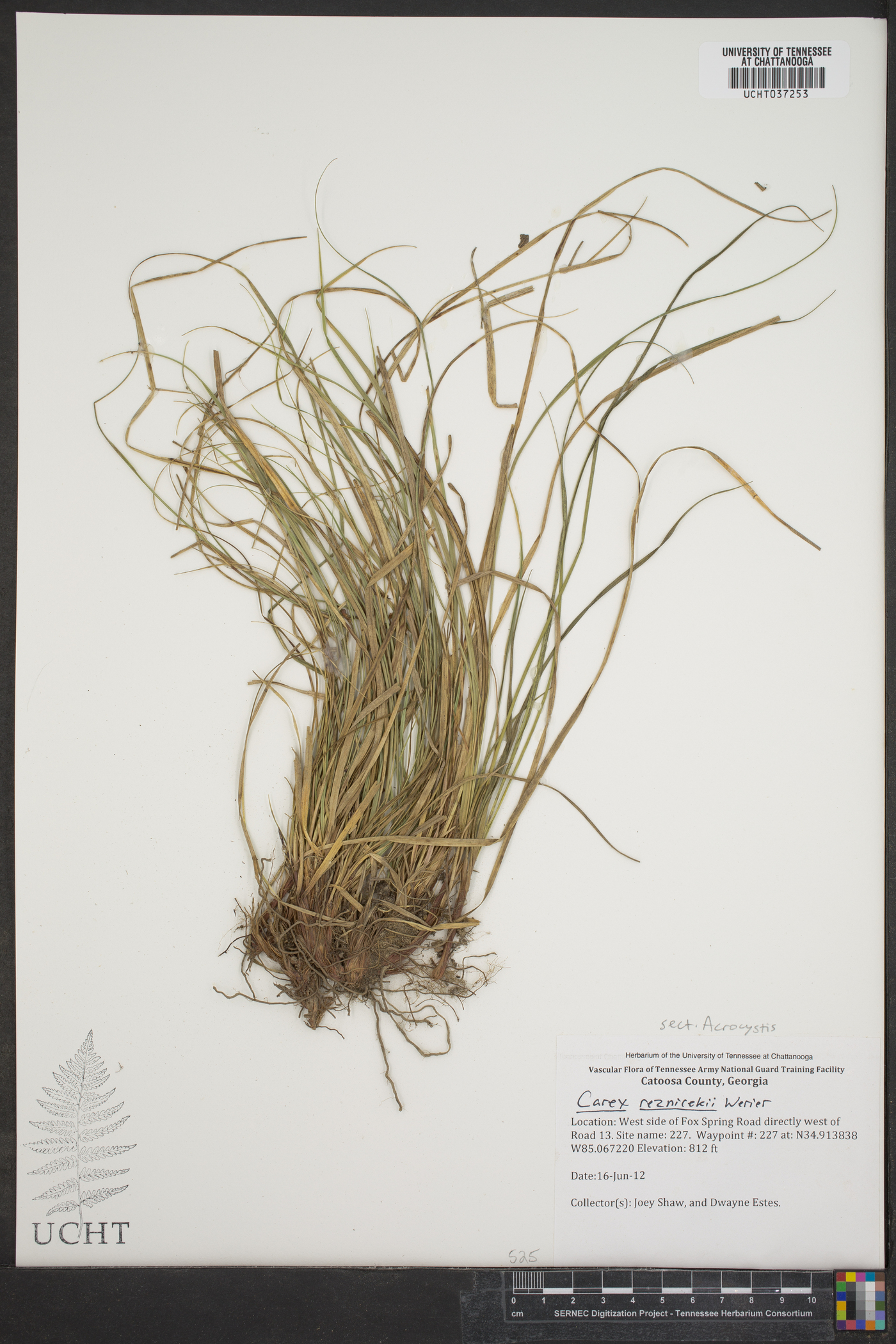 Carex reznicekii image