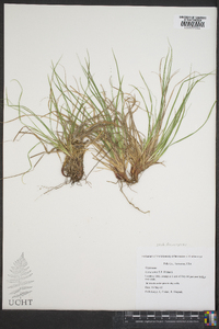 Carex tonsa image