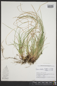 Carex umbellata image