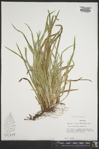 Carex abscondita image