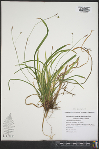 Carex austrocaroliniana image