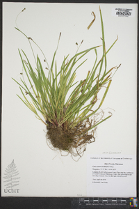 Carex austrocaroliniana image