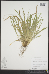 Carex cumberlandensis image