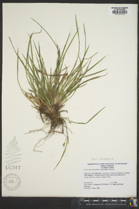 Carex cumberlandensis image