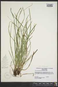 Carex cumberlandensis image