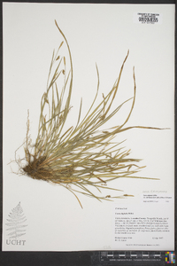Carex digitalis var. floridana image