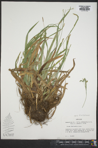 Carex laxiculmis image