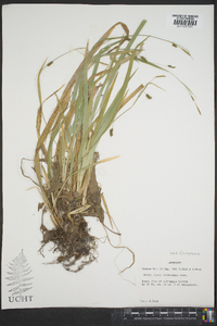 Carex laxiculmis image