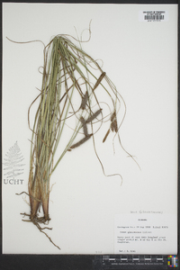 Carex glaucescens image