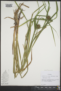 Carex grayi image