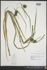 Carex grayi image