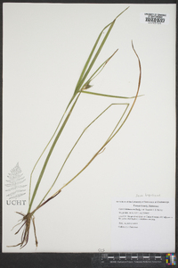 Carex intumescens var. fernaldii image