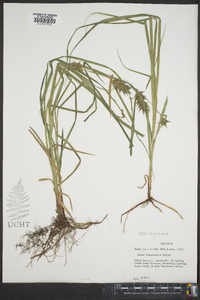 Carex louisianica image