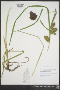 Carex lupuliformis image