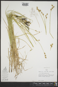 Carex albolutescens image