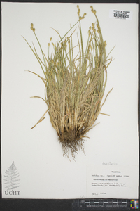 Carex normalis image