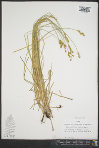 Carex reniformis image