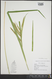 Carex crinita var. brevicrinis image